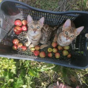 dieren kleikolonie workaway dieren kleikolonie workaway